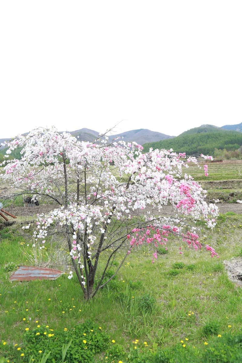 奈川の春の風景